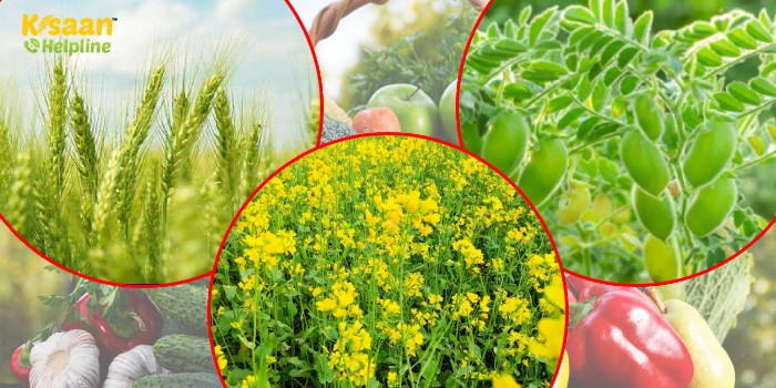 गेहूं, चना, सरसों और सब्जियों की खेती करने वाले किसान भाइयों के लिए उपयोगी सलाह गेहूं, चना, सरसों और सब्जियों की खेती करने वाले किसान भाइयों के लिए उपयोगी सलाह